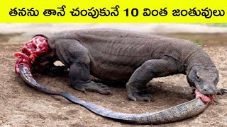 Animals with unique abilities PART 3  strange animals  facts in telugu  bmc facts  Telugu facts [upl. by Amora717]