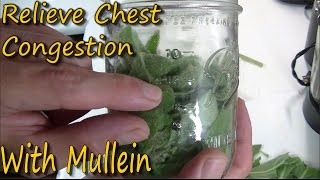 How To Make Mullein Tincture amp Its Uses [upl. by Hewie857]