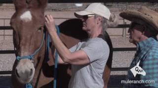 Properly Installing and Adjusting A Halter On Your Mule [upl. by Etnomed]