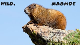 wild marmot documentary [upl. by Rfinnej21]