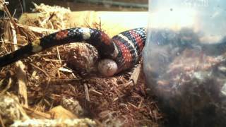 Snake egg Arizona Milksnake Lampropeltis triangulum [upl. by Daly]