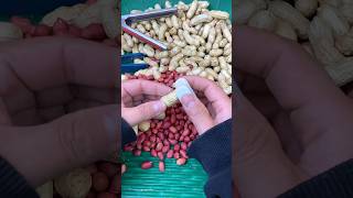 A good helper for peeling peanuts 👍🏻 farming [upl. by Fraser]