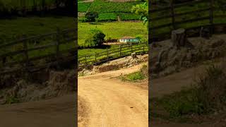 sanfona sanfoneiro estrada caipira 🌿🍂🍃 [upl. by Melak]