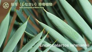 接写な。Encephalartos lehmannii（エンセファラルトス・レーマニー） [upl. by Tatman76]