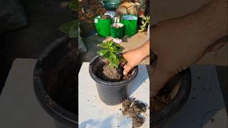 Vinca Plant Repottingviralvideo ytshorts trending shorts [upl. by Weigle]