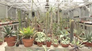 Cactus and succulent garden and greenhouses  Bob Barth  Central Texas Gardener [upl. by Onitram]