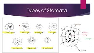 types of stomata  Bsc [upl. by Inot]