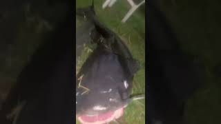 This is our pet catfish Paul Stanley channelcatfish youtubeshorts [upl. by Endo991]