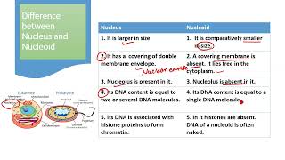 Difference between Nucleus and Nucleoid  Nucleus and Nucleoid difference  Nucleus vs Nucleoid [upl. by Idalla]