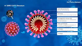 SARSCoV2 Introduction  Creative Biolabs [upl. by Ellis]