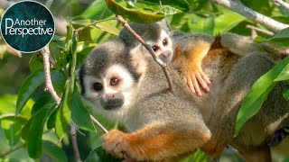 The amazing Wildlife of the Rainforest in Ecuador [upl. by Guria]