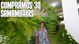 COMPRAMOS 30 SAMAMBAIAS DICAS DE COMO CULTIVAR SAMAMBAIAS  FOLHAGENS [upl. by Seleta591]