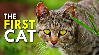 African Wild Cat with a Domestic Cat Mother  Making Animal Babies  BBC Earth [upl. by Sillihp]