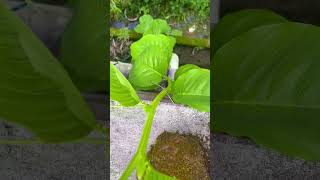 ആകാശവെള്ളരി wtsp9947132040 Akasha Vellari Giant Granadilla Passiflora quadrangularis [upl. by Emma]