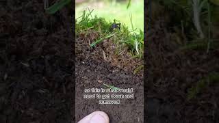 Why you NEED to scarify your lawn [upl. by Ahsoyem405]