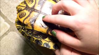 How to Tell if your Turtles Shell is Healthy Spot Shell Rot and Overfeeding Pyramiding [upl. by Conley]