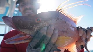 Hogfish Dogfish Tampa Bay piggys saltwater fishing [upl. by Haron]