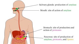 Digestive Enzymes  IntroductionAmylaseProteaseLipase [upl. by Jon]