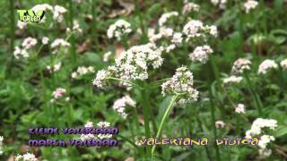 Kleine Valeriaan  Marsh Valerian  Valeriana dioica [upl. by Bresee]