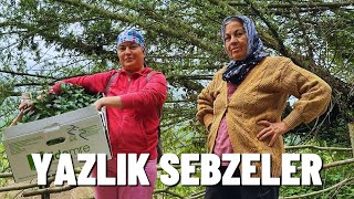 YAZLIK SEBZE DİKİMİ [upl. by Ellened607]