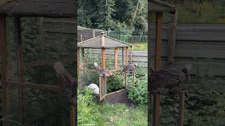 Turkey poults chilling 🦃 [upl. by Gerhardine518]