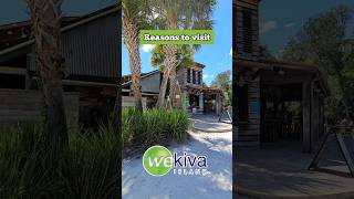 Wekiva Island Fun  Canoeing with Gators [upl. by Fitting]