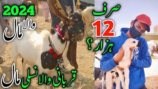 Qurbani 2024 Kids 🔥  Memon Goth Bakra Mandi Latest Update  Bakra mandi 2023 💛 Dec 13 2023 [upl. by Burbank]