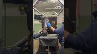 Equine Surgery  Enucleation under Standing Sedation  Shorts [upl. by Fellner]