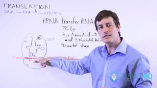 DNA Translation  mRNA to Protein and tRNAs Role [upl. by Iran388]