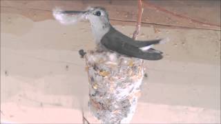 Hummingbird Building Nest Hummer Helper Nesting Material SE7021 [upl. by Pettit368]