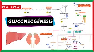 GlucoNEOgénesis síntesis de glucosa a partir de piruvato lactato glicerol y aminoácidos [upl. by Neerroc]