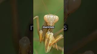 The Praying Mantis Nature’s Stealthiest facts reels shorts animals [upl. by Olva909]