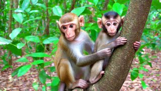 Life in Peace of Monkeys in the wild Real Monkey Daily [upl. by Aljan]