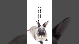 ネザーランドのラルフくん🐰 うちのうさぎ うさぎとの生活 かわいいうさぎ うさぎちゃん かわいい [upl. by Gefell119]