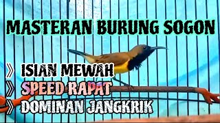 SOGON GACOR NGLEPER BUKA SAYAP ‼️ sogon  sogon gacor ngobra BIKIN LAWAN LANGSUNG EMOSI [upl. by Rozella]