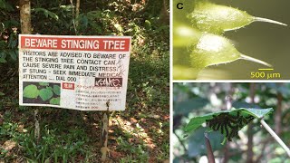 Australias Gympie Gympie Tree Has the Most Painful Stingers In The World [upl. by Nets]