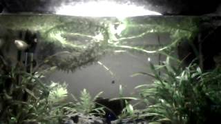 Les plantes en plastique pour aquariums toxiques [upl. by Max]