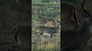 “Ashes to ashes dust to dust” How far do you think he ran deerhunting bowhunting hunting [upl. by Drobman]