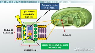 structure of thylakoid membrane  Alif learning Academy  Bio Chemistry [upl. by Ayikahs]