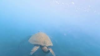 A sea turtle Post Office Bay Floreana Island Galapagos [upl. by Nediarb]