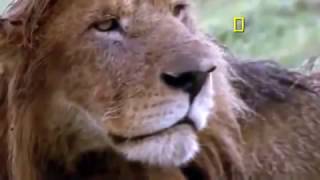 Documental de Leones Desde que Nacen Hasta que Mueren Documentales National Geographic Español [upl. by Derry351]