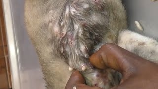 Remove maggot from dog skin  Mangoworms Removal 64 [upl. by Ynnavoig]