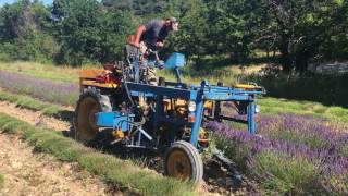 Colheita da lavanda na Provence [upl. by Costello]