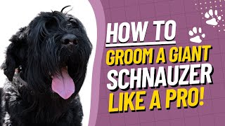 Giant Schnauzer Grooming Tutorial  How to Groom a Giant Schnauzer StepbyStep Guide [upl. by Ayikin]