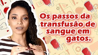 O PASSO A PASSO DA TRANSFUSÃO DE SANGUE EM GATOS [upl. by Heyman336]