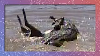 Crocodile Grabs Wildebeest  Zebras Get Lucky [upl. by Miyasawa]