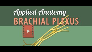 Brachial Plexus Part 2 [upl. by Cired]