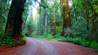 Howland Hill Road Redwood National Park California September 2020 [upl. by Ednargel204]