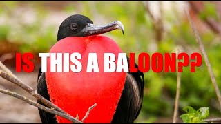 quotThe Magnificent Frigate Bird Natures Boldest Aerial Performerquot [upl. by Eisaj]