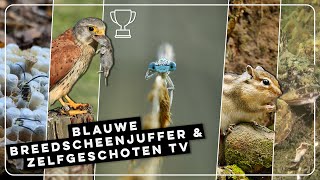 Juffer vol dauwdruppels torenvalk met prooi en gewone zeedonderpad  Zelf Geschoten  Vroege Vogels [upl. by Chrysler]